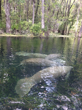 Manatees on the Ichetucknee.jpg