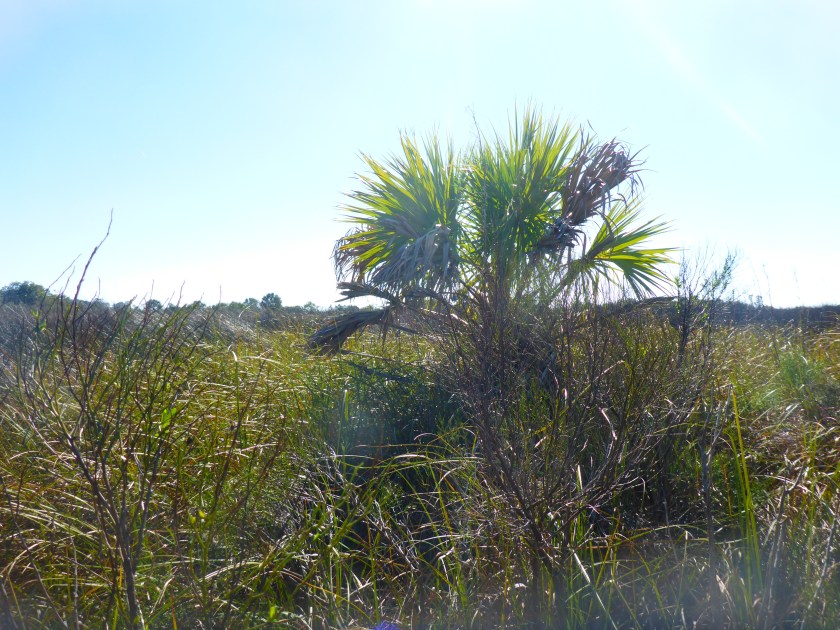 Palm in marsh.jpg