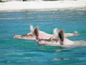 SwimmingPigs
