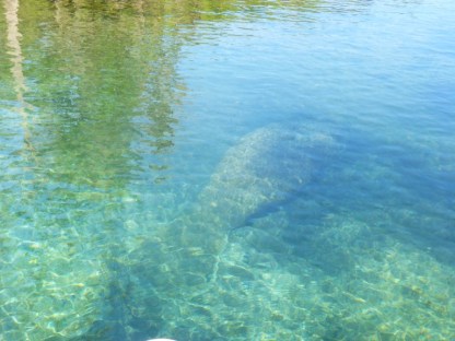 Manatee from a SUP