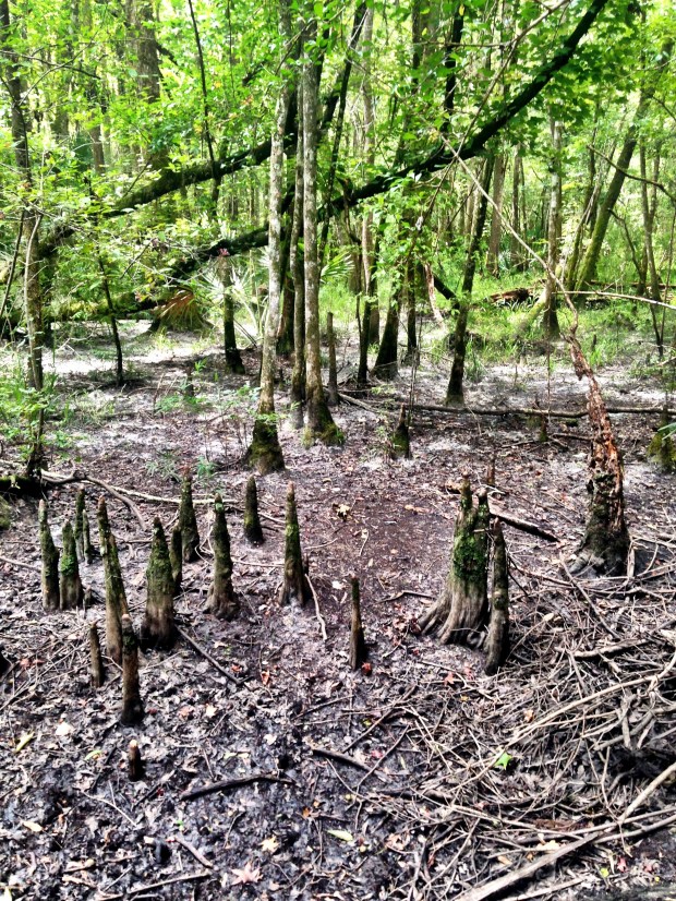 Cypress knees