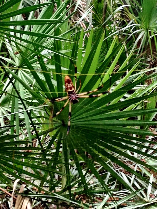 Spider across the trail