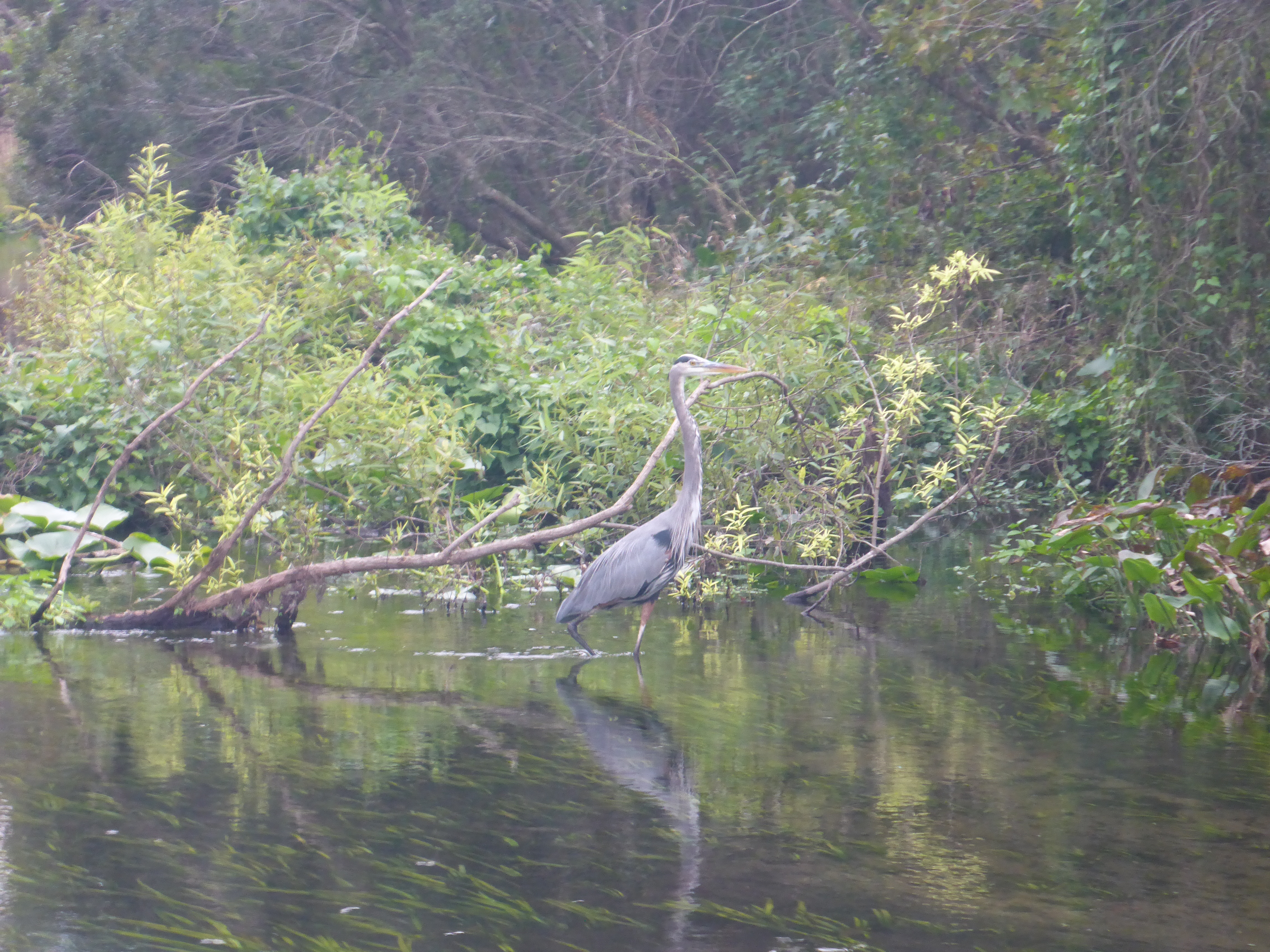great-blue-heron