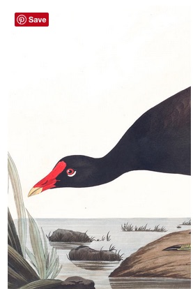 Drawing of Common Gallinule, James John Audubon