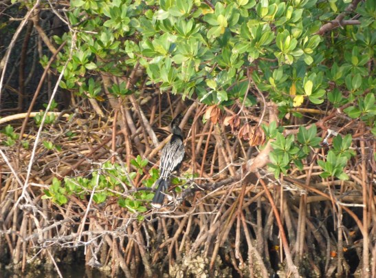 bird perched on red mangrove