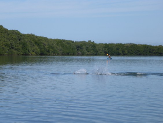 dolphin chasing fish
