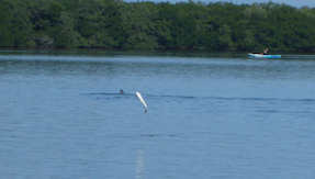 fish lea;ing to escape dolphin