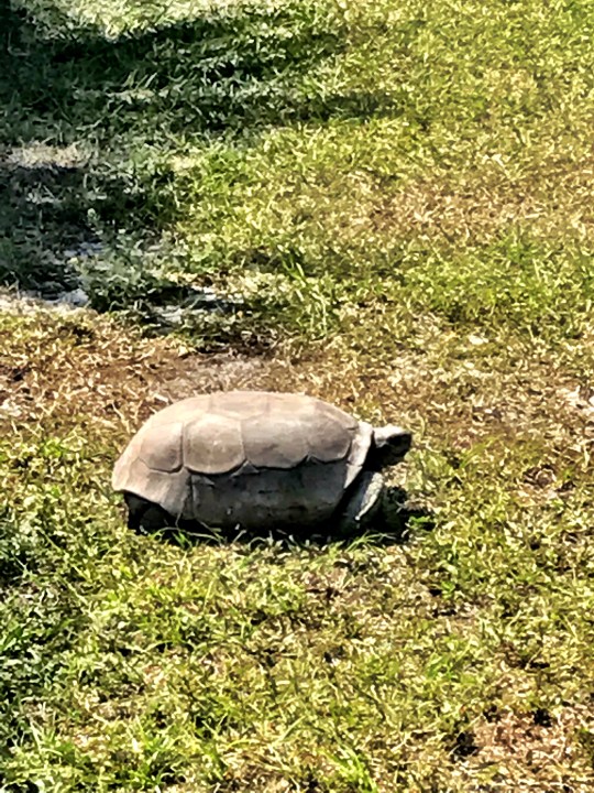 Gopher tortoise