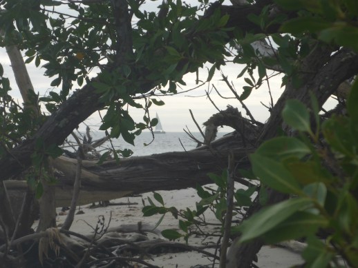 KneeDeep ll through the mangroves