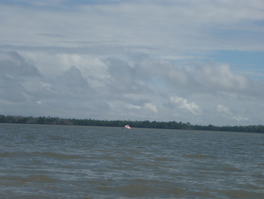 Roseate Spoonbill on the wing