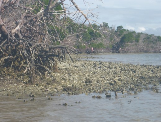 Roseate Spoonbill Takes Flight