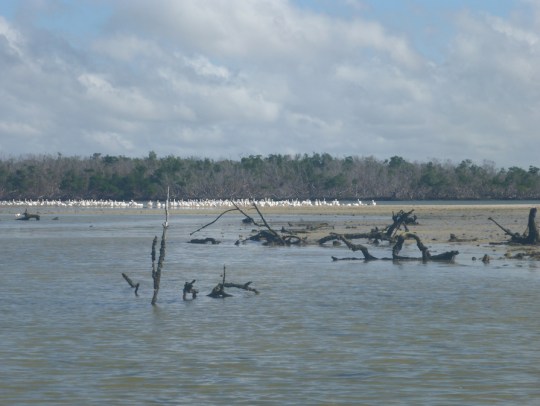 White pelicans near Indian Key
