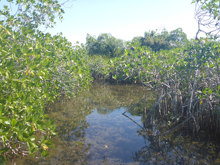 Mangroves